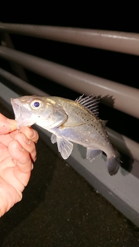 セイゴ（マルスズキ）の釣果