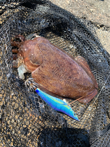 コウイカの釣果