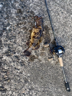 タケノコメバルの釣果