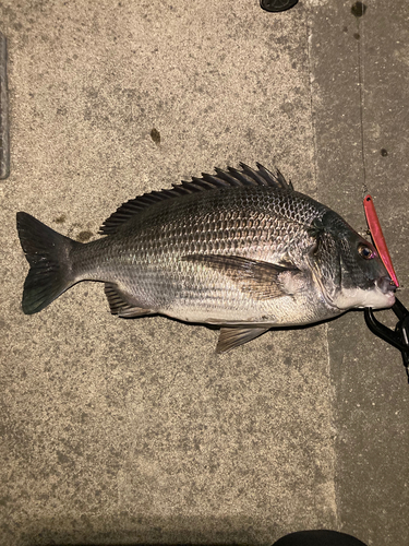 クロダイの釣果