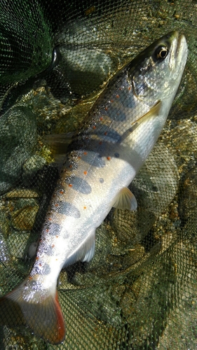 アマゴの釣果