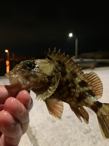 アラカブの釣果