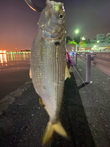 コノシロの釣果