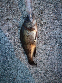 アカメバルの釣果