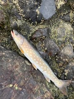 アメマスの釣果