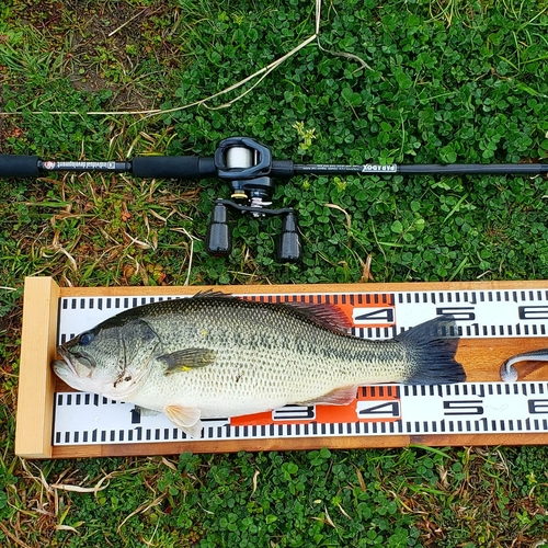 ブラックバスの釣果