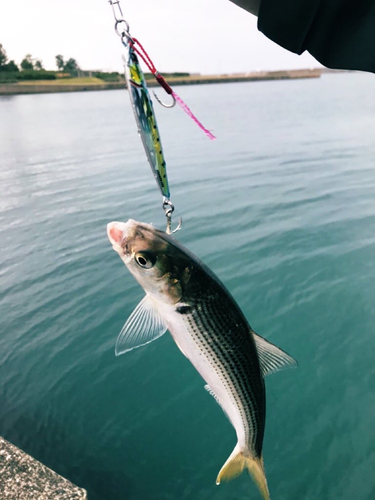 コノシロの釣果