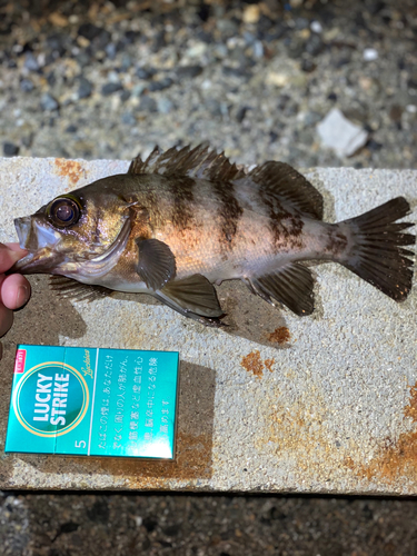 メバルの釣果