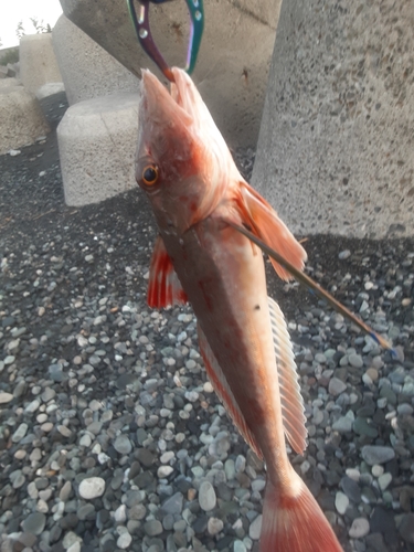 ホウボウの釣果