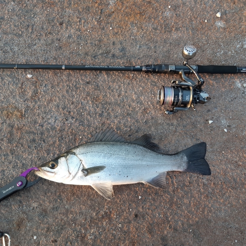 ヒラスズキの釣果