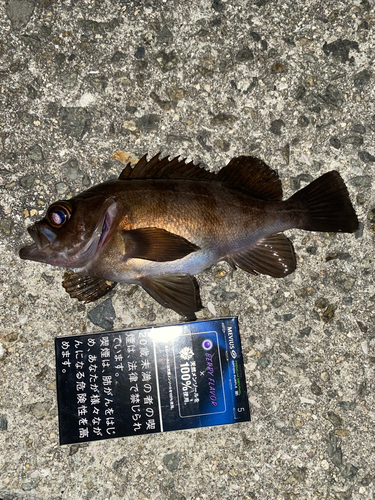 シロメバルの釣果