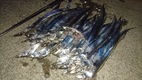 タチウオの釣果