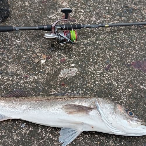 セイゴ（マルスズキ）の釣果