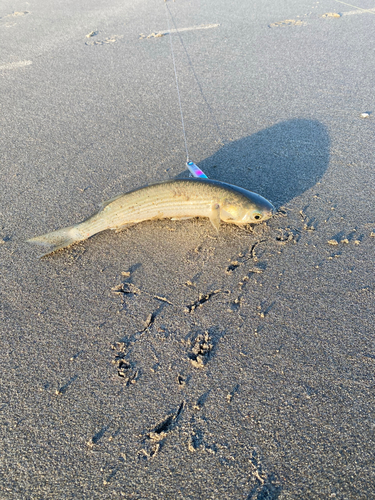 ボラの釣果