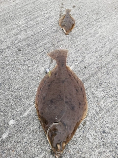 カレイの釣果