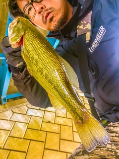 ブラックバスの釣果