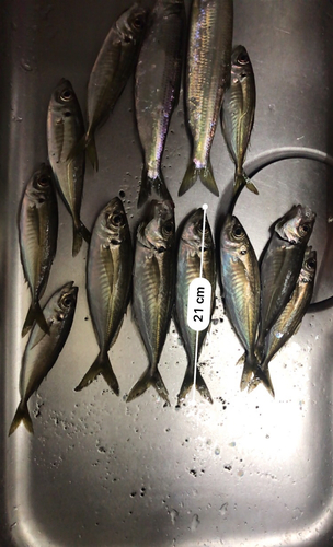 アジの釣果