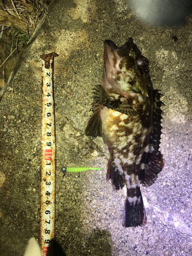 カサゴの釣果