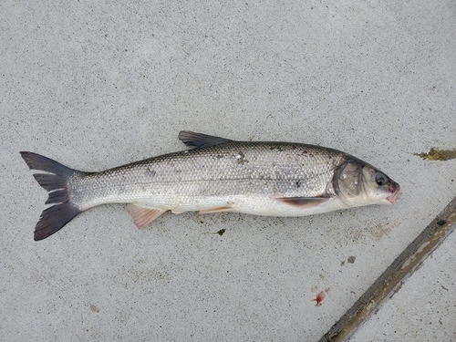 ウグイの釣果