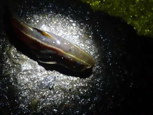 ゴンズイの釣果