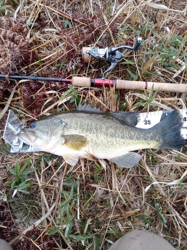 ブラックバスの釣果