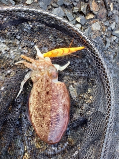 コウイカの釣果