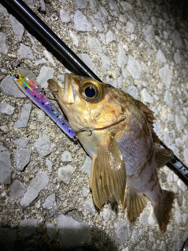 メバルの釣果