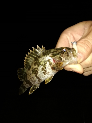 タケノコメバルの釣果