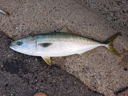 ワラサの釣果