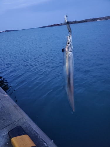 タチウオの釣果