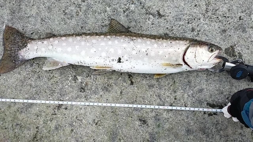 アメマスの釣果