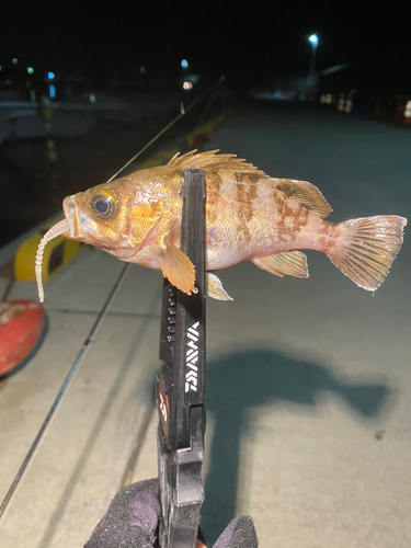 メバルの釣果