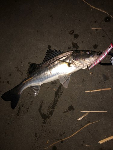 シーバスの釣果