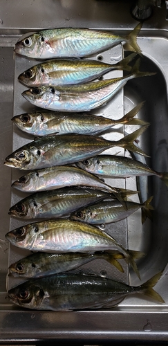 アジの釣果