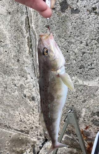 ホッケの釣果