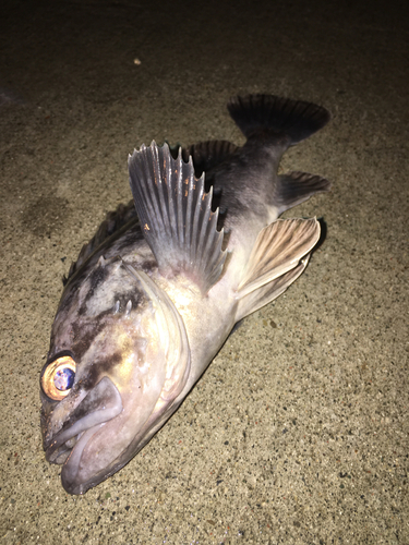 クロソイの釣果