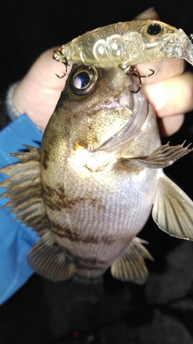 シロメバルの釣果