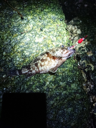 タケノコメバルの釣果