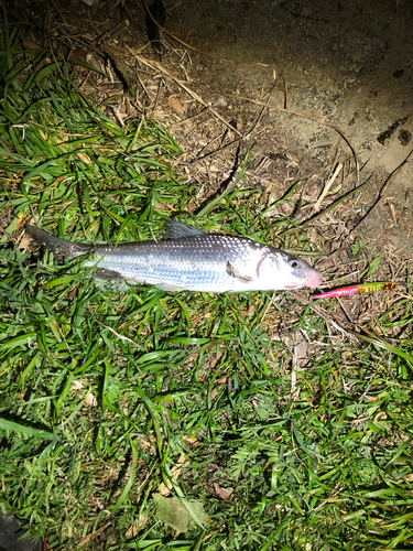 ニゴイの釣果