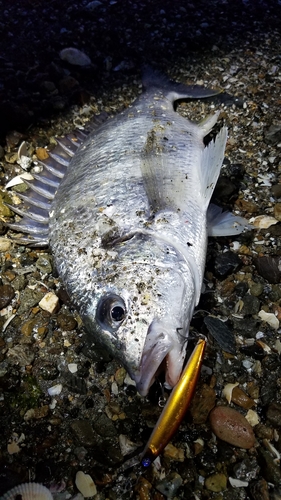 キビレの釣果