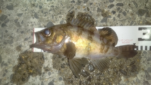 メバルの釣果