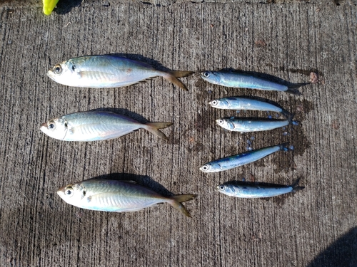 アジの釣果