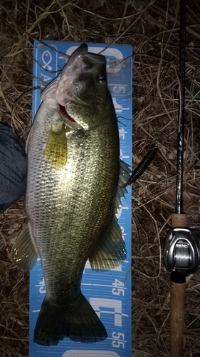 ブラックバスの釣果