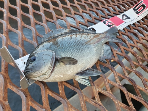 メジナの釣果