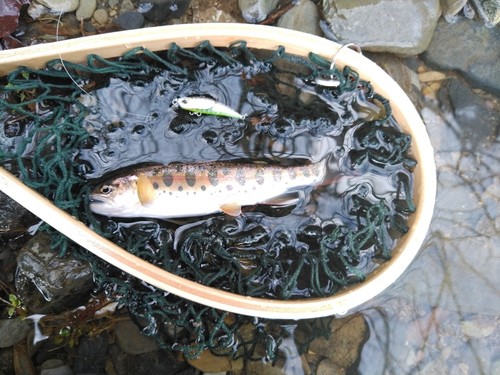 ヤマメの釣果