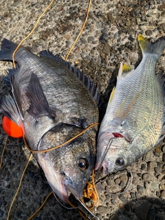 フッコ（マルスズキ）の釣果