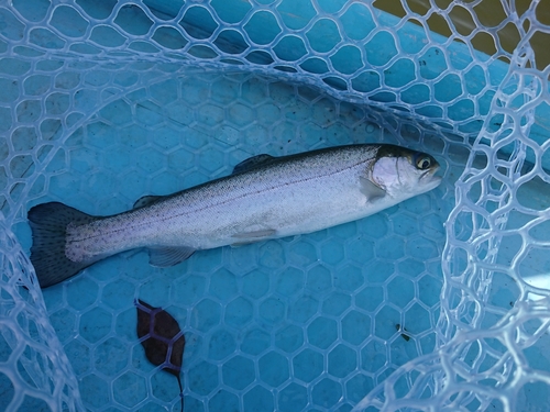 レインボートラウトの釣果