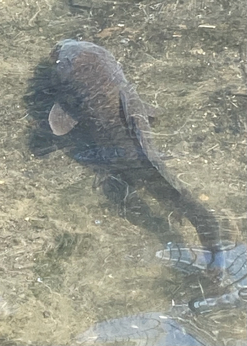 コイの釣果