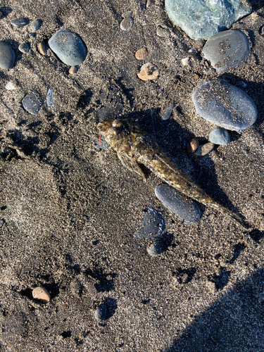 メゴチの釣果