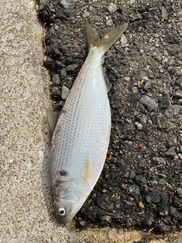 コノシロの釣果